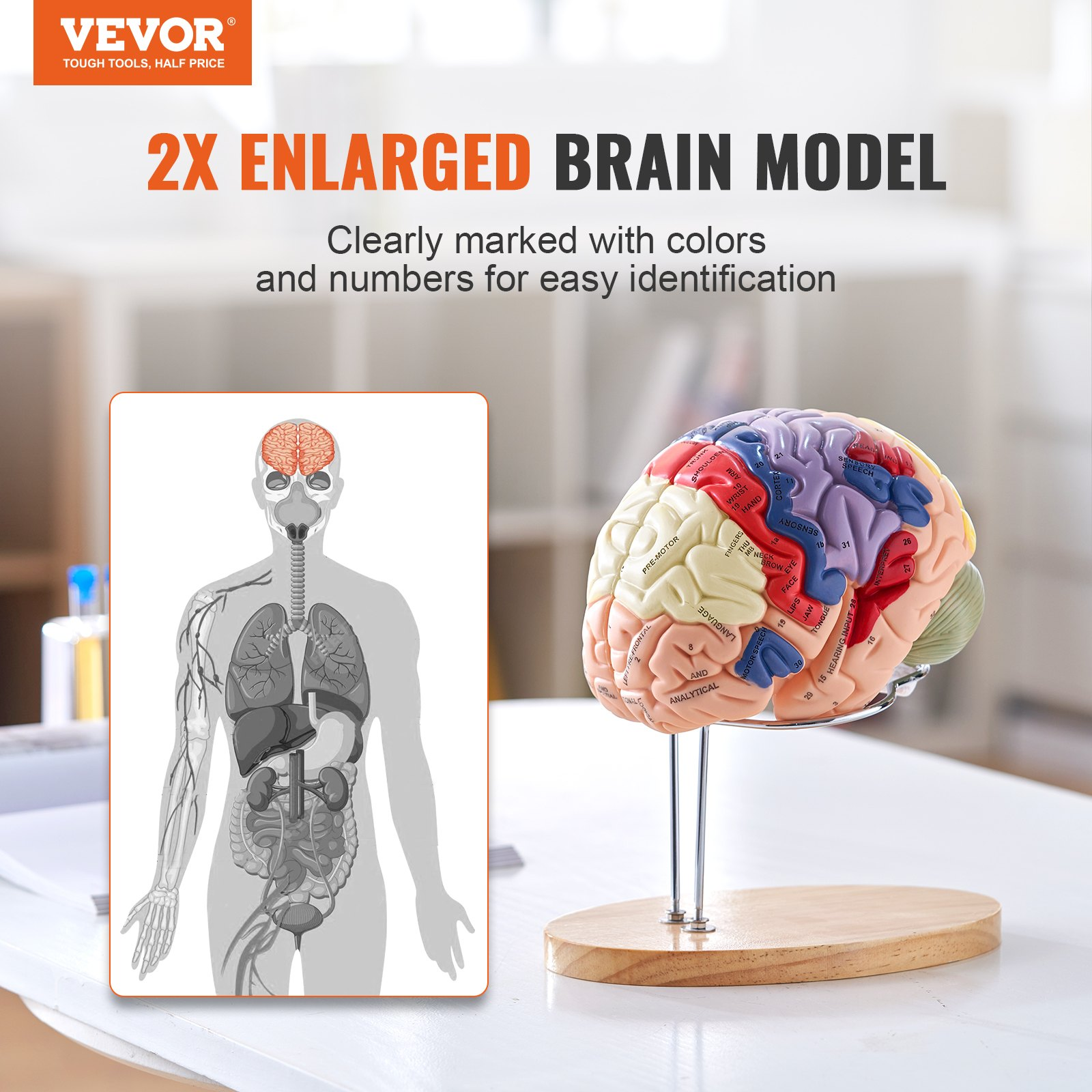 Human Brain Model Anatomy, 2X Life-Size 4-Part Human Brain Anatomical Model wit