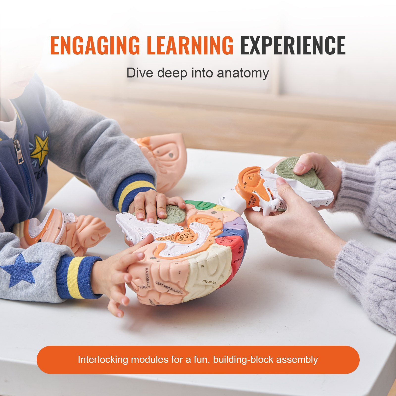 Human Brain Model Anatomy, 2X Life-Size 4-Part Human Brain Anatomical Model wit - Picture 2 of 10