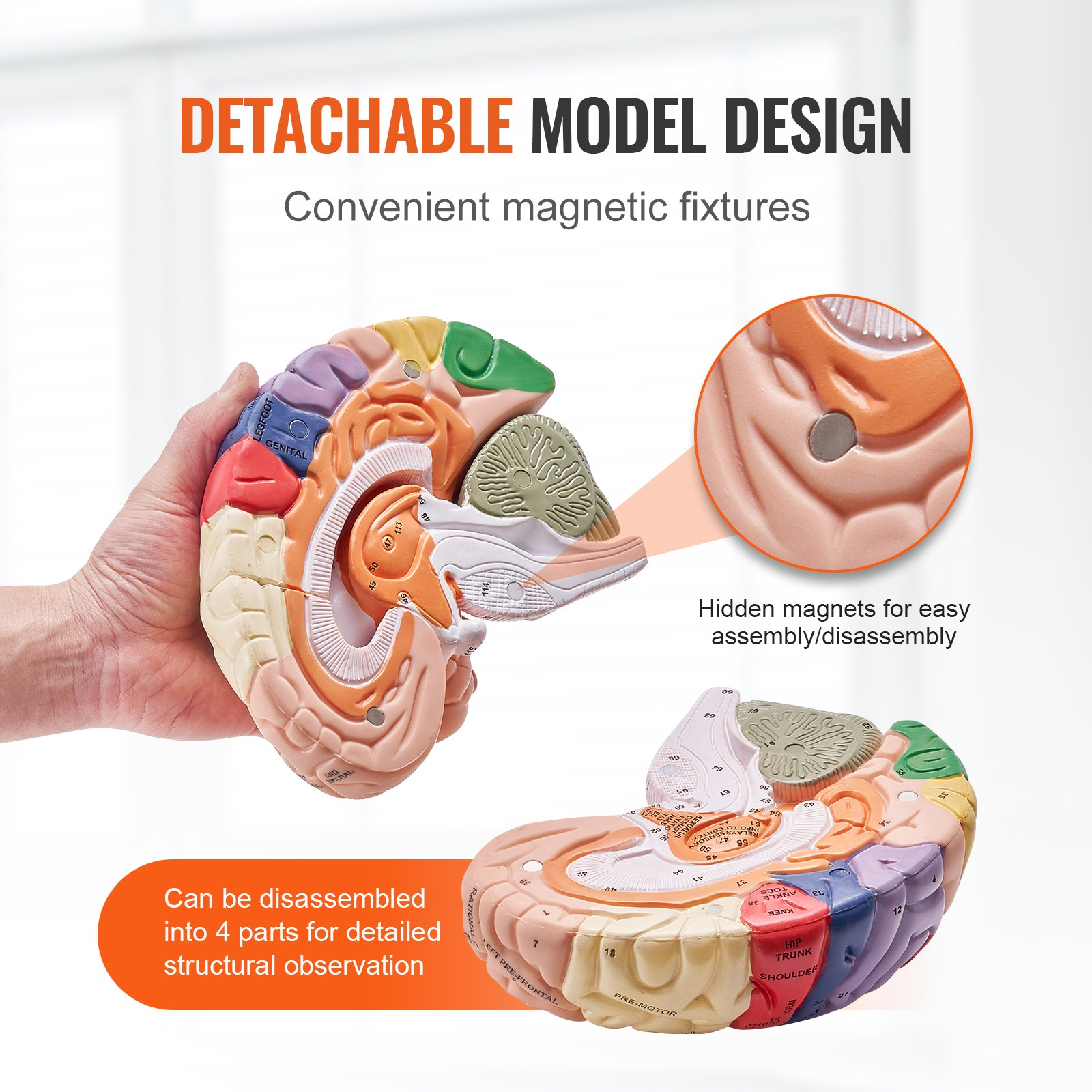 Human Brain Model Anatomy, 2X Life-Size 4-Part Human Brain Anatomical Model wit - Picture 3 of 10