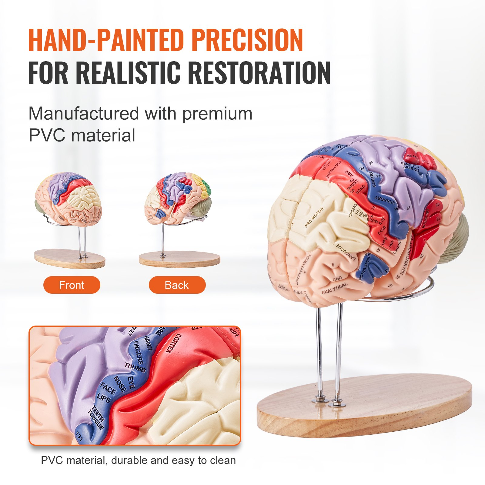 Human Brain Model Anatomy, 2X Life-Size 4-Part Human Brain Anatomical Model wit - Picture 4 of 10