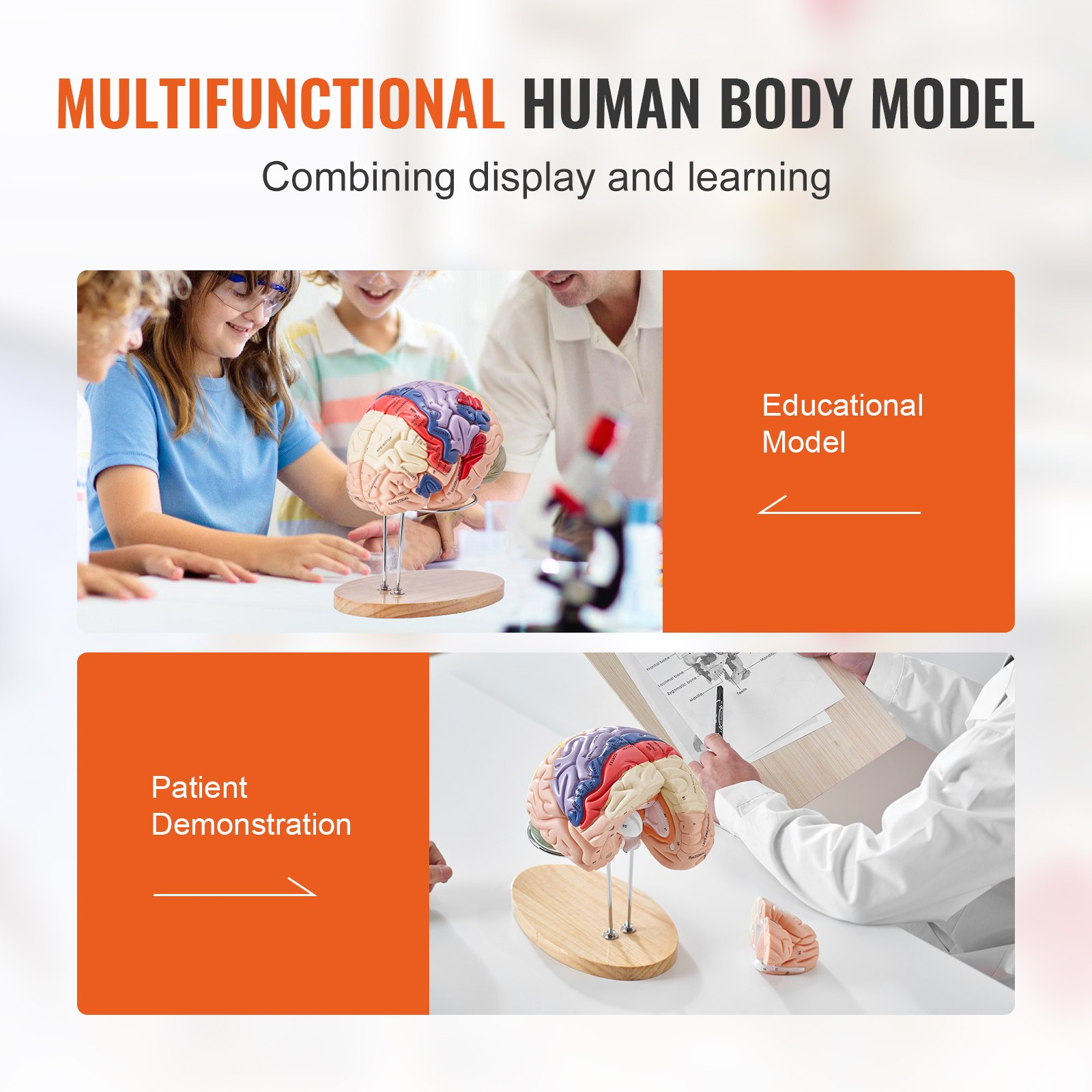 Human Brain Model Anatomy, 2X Life-Size 4-Part Human Brain Anatomical Model wit - Picture 5 of 10