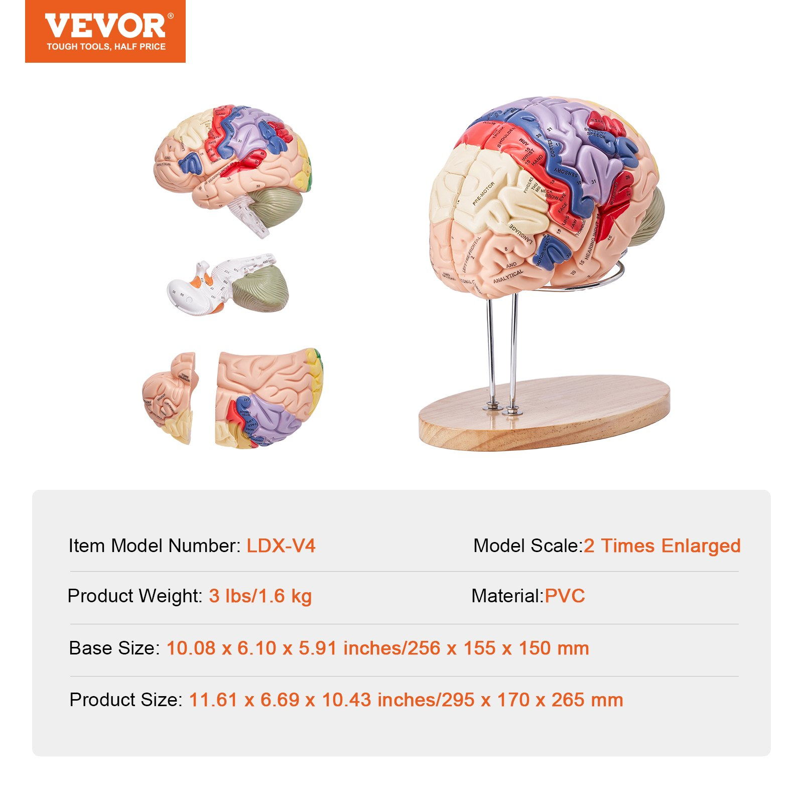 Human Brain Model Anatomy, 2X Life-Size 4-Part Human Brain Anatomical Model wit - Picture 6 of 10