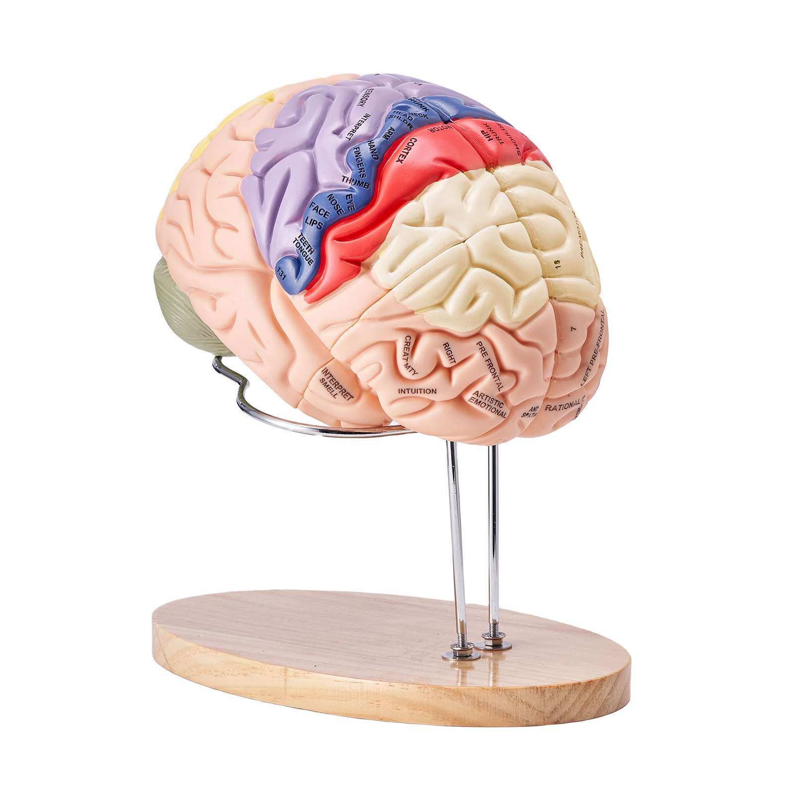 Human Brain Model Anatomy, 2X Life-Size 4-Part Human Brain Anatomical Model wit - Picture 8 of 10