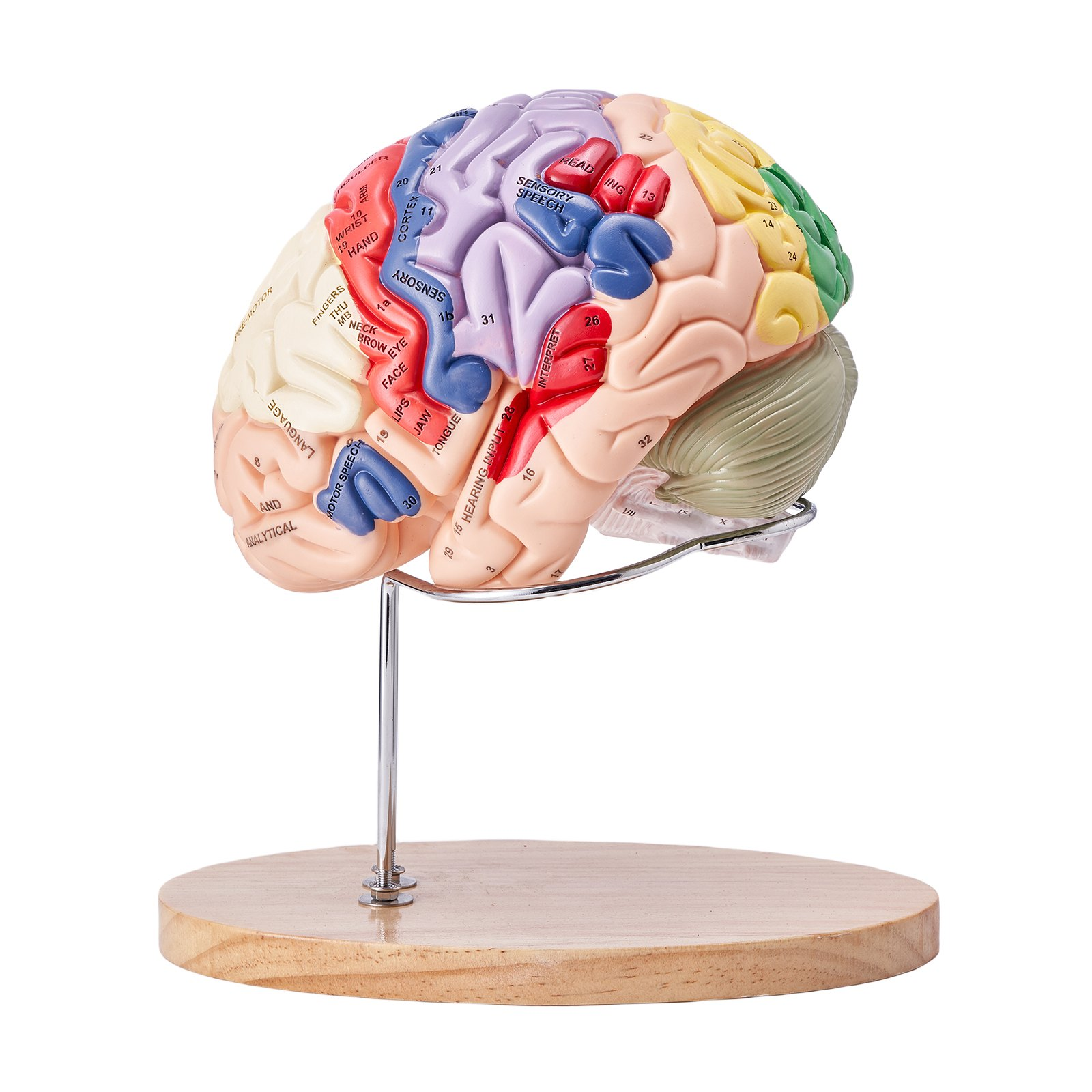 Human Brain Model Anatomy, 2X Life-Size 4-Part Human Brain Anatomical Model wit - Picture 9 of 10