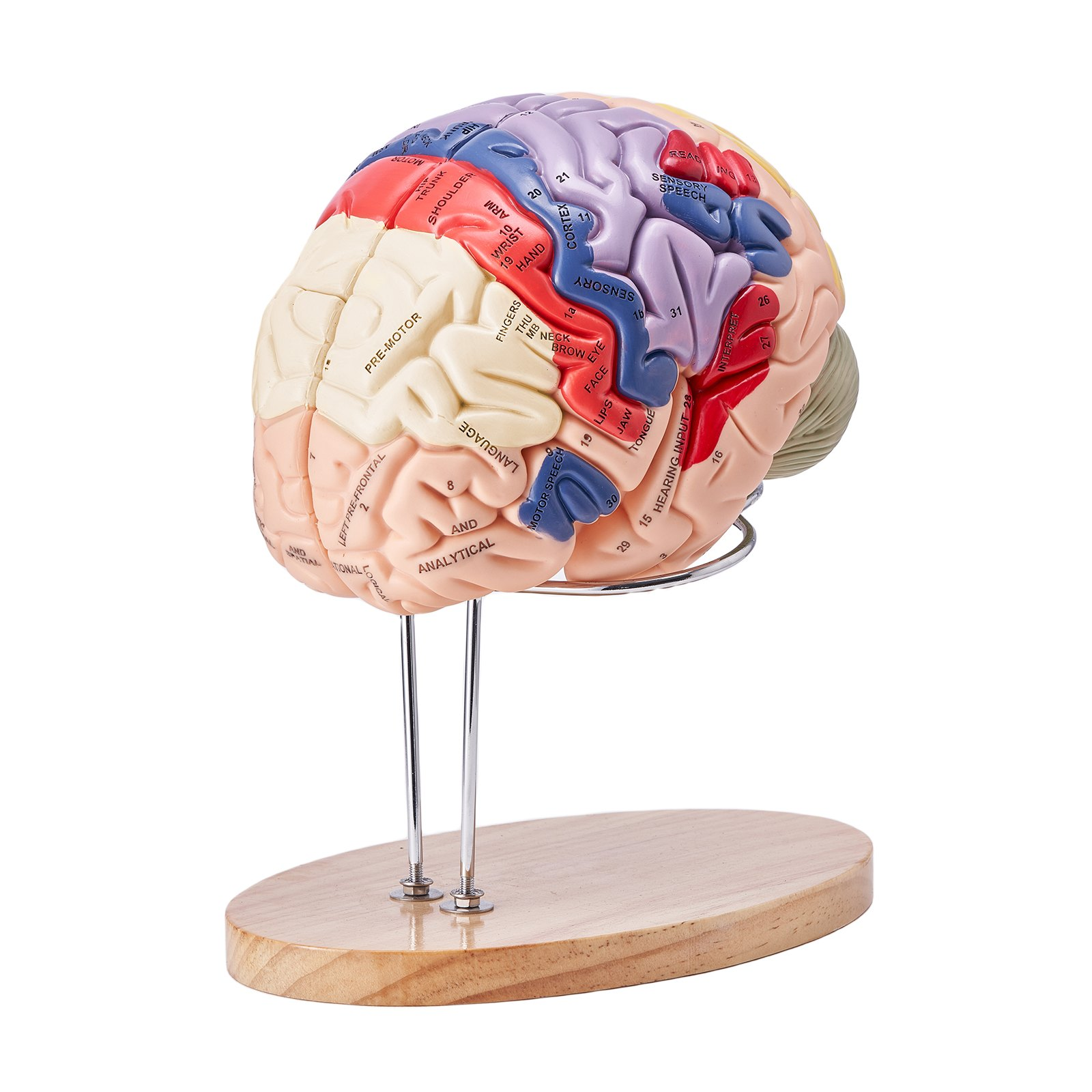 Human Brain Model Anatomy, 2X Life-Size 4-Part Human Brain Anatomical Model wit - Picture 10 of 10